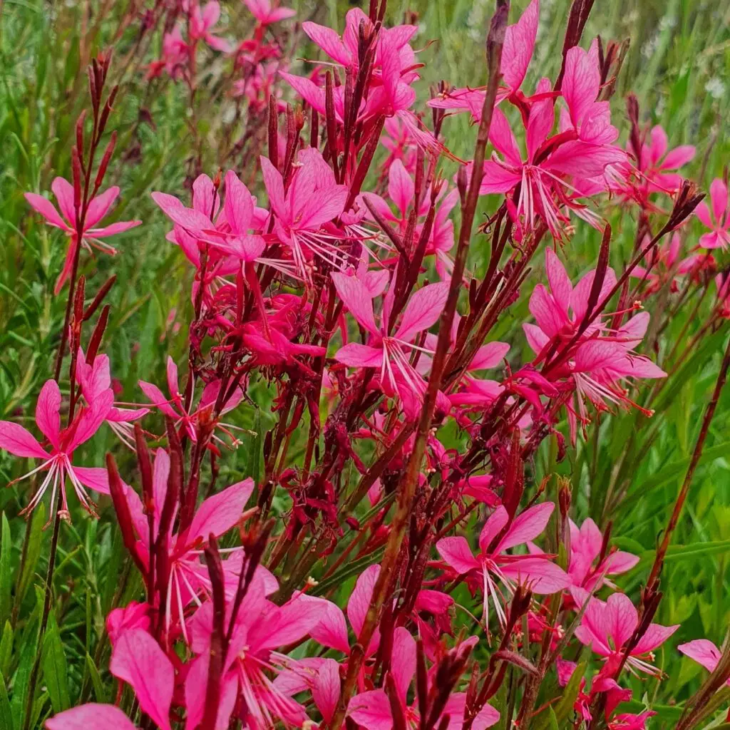 pink flowers nature